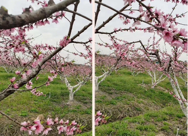 会员专享平台第4期 渚友农场无锡水蜜桃 金奖品质！ 王先生139 1310 7878(图2)