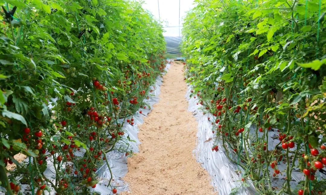 苏州市山东商会力荐:青岛平度——崔家集食品产业园(图8) 苏州市山东商会力荐:青岛平度——崔家集食品产业园(图8)